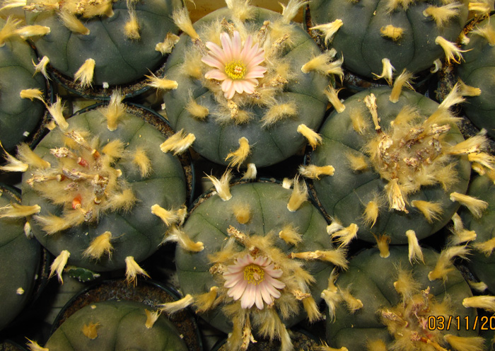 Lophophora Williamsii var. grandiflora